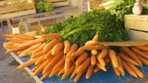 Pile of ripe carrots with tops Stock Footage 334656703