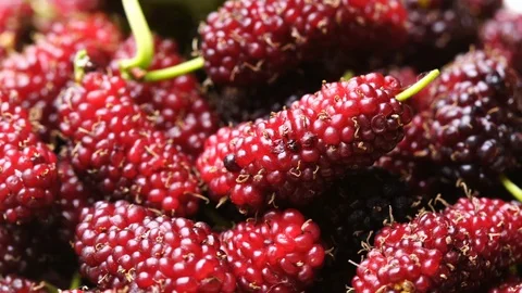 Pile of ripe mulberries with leaf moving on wooden board Stock Footage 107629149