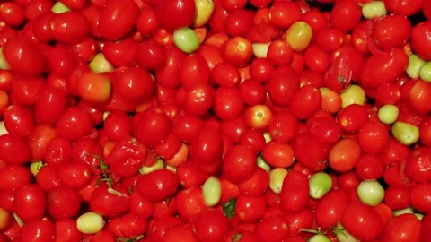 Pile of ripe red cherry tomatoes with green tomatoes Vidéo 347964948