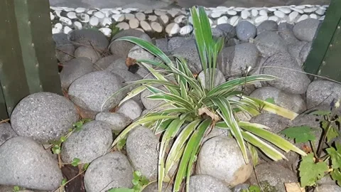 Pile of rocks in the garden Video stock 237014434