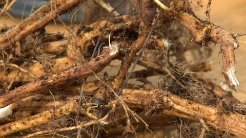 Pile Of Roots On Table Stock Footage 115832249
