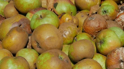 Pile of Rotten Apples Stock Footage 115200733