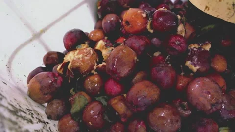 Pile of rotten apples Stock Footage 233375089