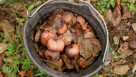 A pile of rotten missing apples lying in an old bucket Vídeo Stock 219600369