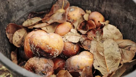 A pile of rotten missing apples lying in an old bucket Vídeo Stock 219600458