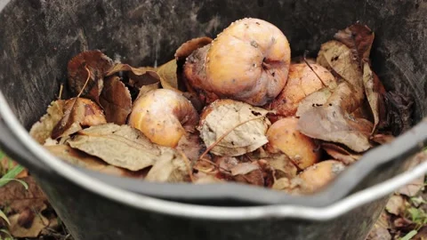 A pile of rotten missing apples lying in an old bucket Vídeo Stock 219600540