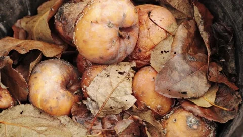 A pile of rotten missing apples lying in an old bucket Vídeo Stock 219600666