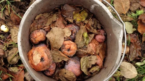 A pile of rotten missing apples lying in an old bucket Vídeo Stock 219600934