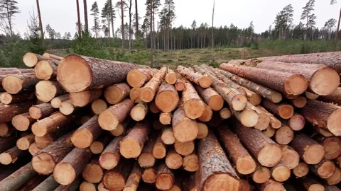 Pile of round timber with a forest clearing in the background. Aerial video. Video stock 333344186