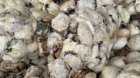 Pile of Rubber cup lump prepare to put to further use in the factory. Video stock 285536188