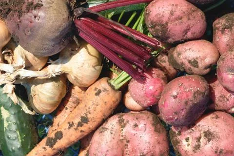 Pile of rustic organic vegetables including carrots potatoes and beetroot cov Stock Photos