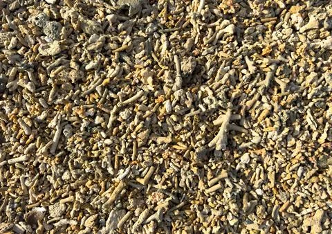 A pile of sand with a few shells scattered throughout Stock Photos