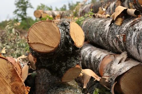 Pile sawed trees trunks of birch long stiff bark white black pile of logs bas Stock Photos
