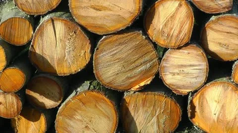A pile of sawn up logs Stock Footage 12440339