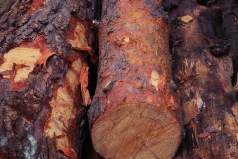 Pile of sawn pine trunks with hard and brown bark closeup wooden background Stock Photos