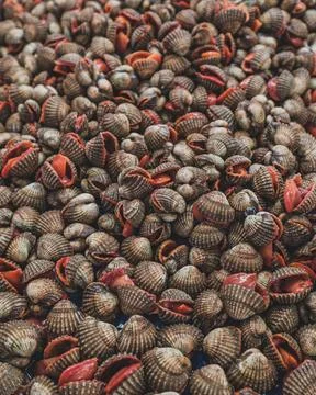 A pile of Seashell background. Stock Photos