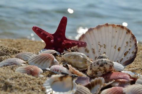 Pile of Seashells on the Beach Stock Photos