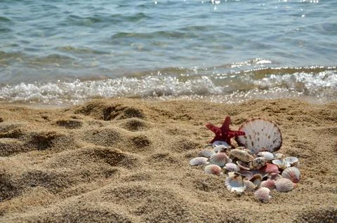 Pile of Seashells on the Beach Stock Photos