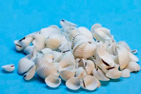 A pile of seashells on blue background Stock Photos