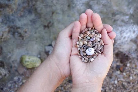 Pile of seashells in palms Stock Photos