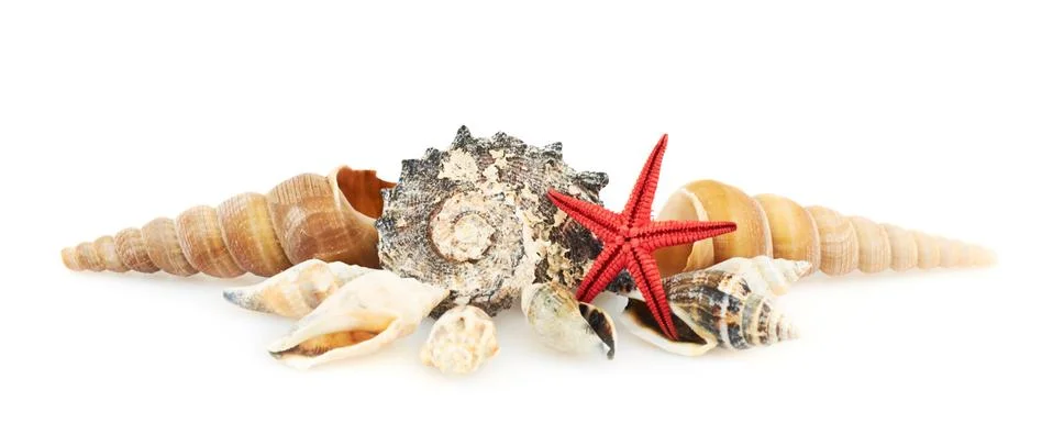 Pile of seashells Stock Photos