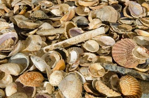 Pile of seashells from a sandy beach Stock Photos