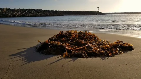 Pile of seaweeds in the sand Stockbeeldmateriaal 100491138