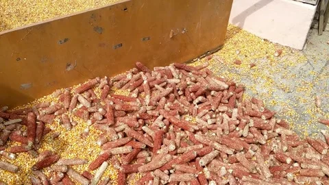 Pile of Shelled Corn Kernels with Empty Cobs Nearby Stock Footage 305188940