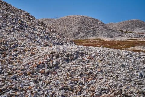Pile of shells at the beach Stock Photos
