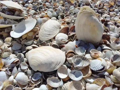 Pile of shells on the beach Stockfoto's