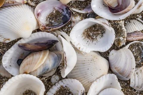 A pile of shells on the beach, some of which are broken 스톡 사진