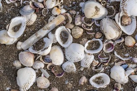 A pile of shells on the beach, some of which are broken 스톡 사진
