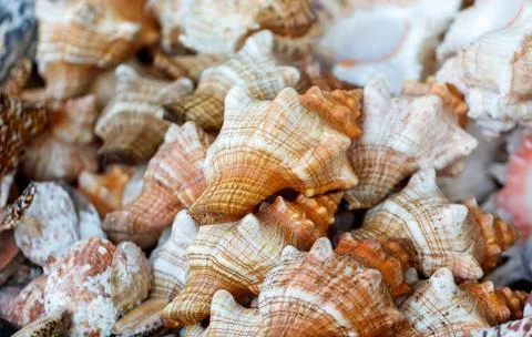 A pile of shells with a brown and white pattern Stock Photos