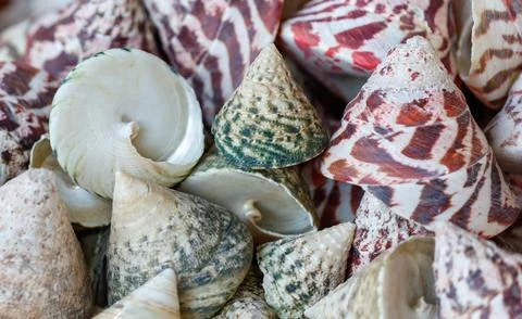 A pile of shells with different colors and patterns Stock Photos