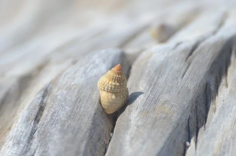 A pile of shells on a log Foto stock