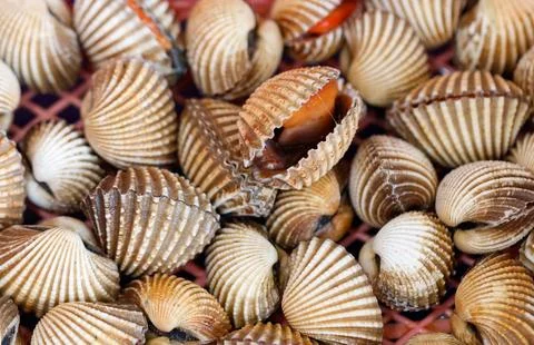 A pile of shells with one shell open Stock Photos