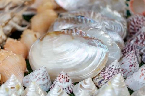 A pile of shells with one of them being a large white shell Stock Photos