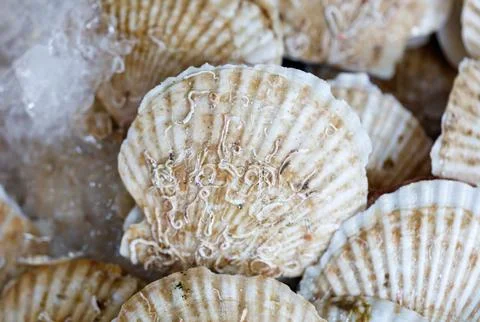 A pile of shells with one of them having a white spot on it Stockfoto's