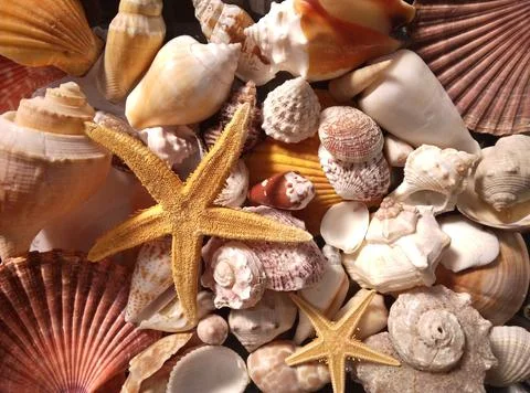 Pile Of Shells Stock Photos