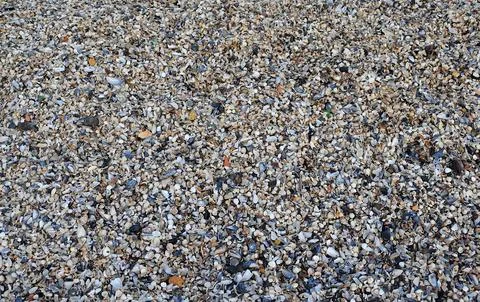A pile of shells on the seashore. 스톡 사진