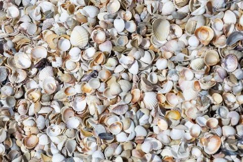A pile of shells with some of them broken Stock Photos