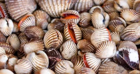 A pile of shells with some of them open Stock Photos