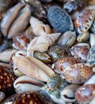 A pile of shells of various sizes and colors Stockfoto's