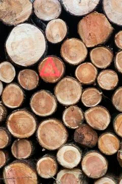 Pile of small cut trunks of spruce tree wood Stock Photos