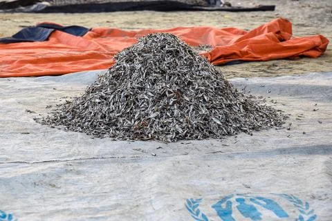 Pile of Small Dried Fish on a Beach Tarp in Fishing Village Stock Photos