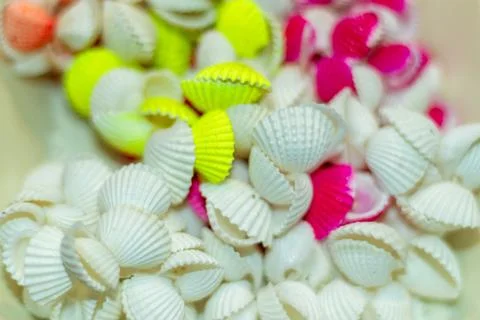 A pile of small fluted seashells, mostly creamy white with vertical ridges Stock Photos