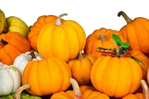 Pile of small pumpkins. Stock Photos