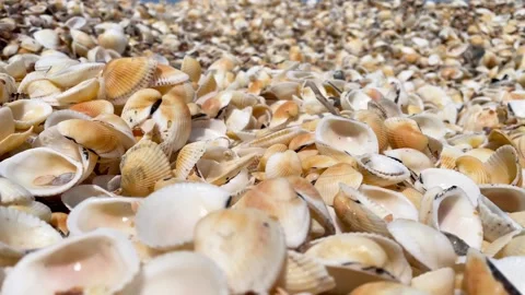 A pile of small seashells on the sea coast. Close up Stock Footage 260344862