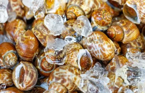 A pile of small shells with ice on top Stock Photos
