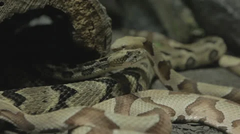 Pile of snakes gets restless c Stock Footage 24631967